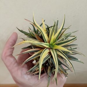 Haworthia Attenuata Variegated