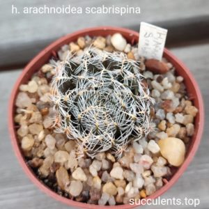haworthia arachnoidea scabrispina