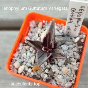 lenophylum guttatum variegata