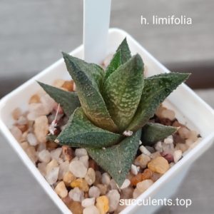 haworthia limifolia