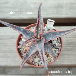 aloe selection