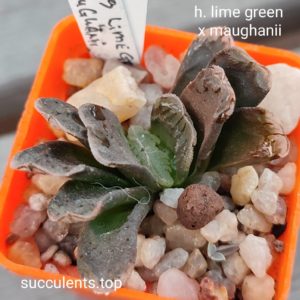 haworthia limegreen x maughanii