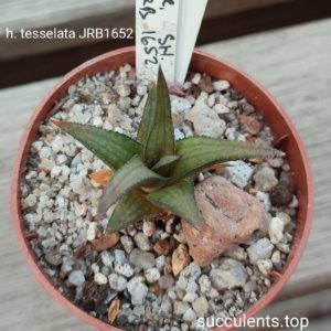 haworthia tessellata JRB1652