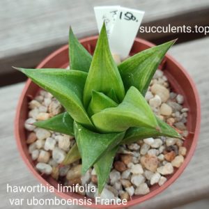 haworthia limifolia var ubomboensis France