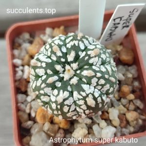 astrophytum Super Kabuto