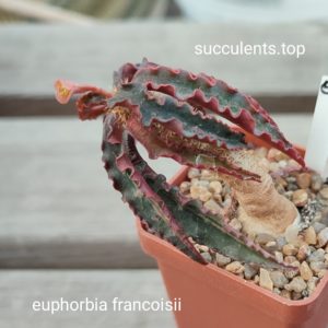 euphorbia francoisii