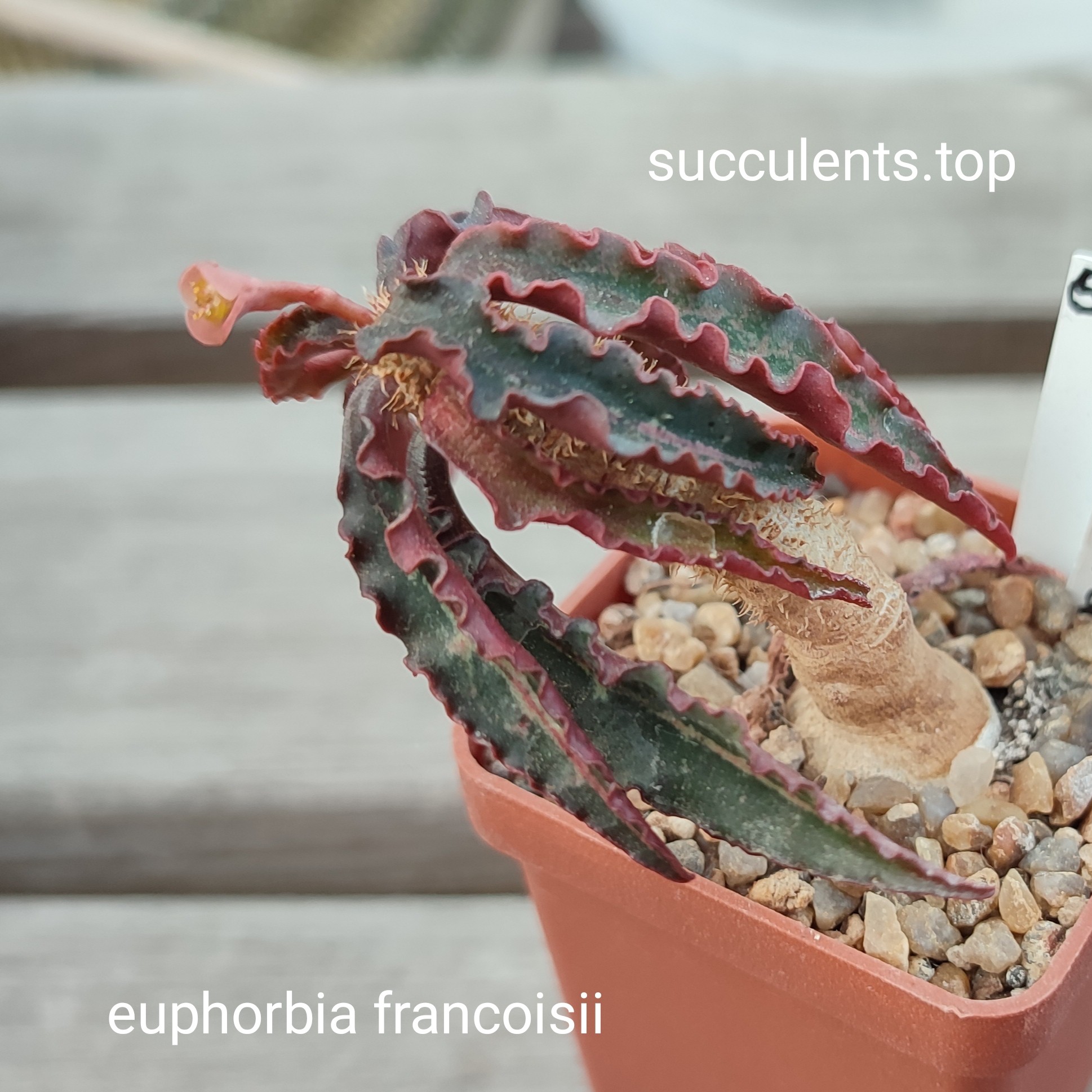 euphorbia francoisii
