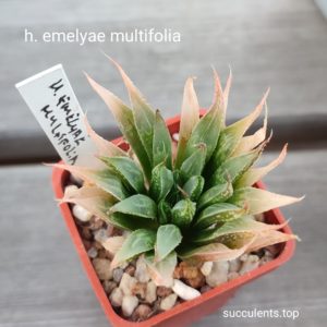 haworthia emelyae multifolia