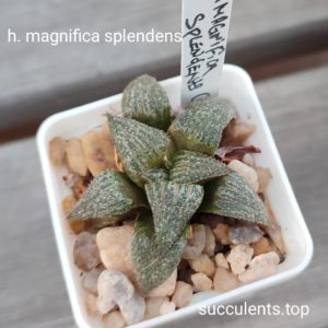 haworthia magnifica splendens