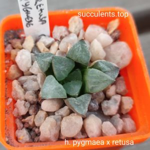 haworthia pygmeae x retusa