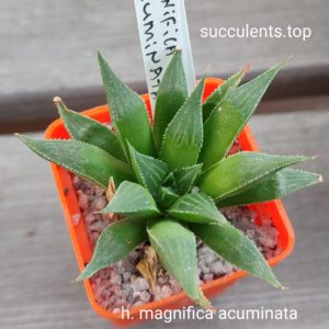 haworthia magnifica acuminata