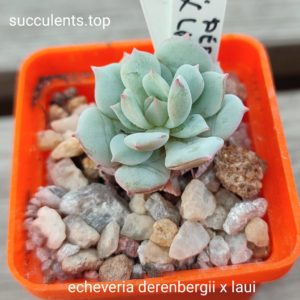 echeveria derenbergii x laui