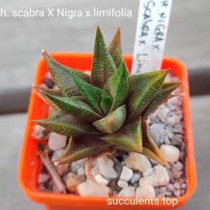 haworthia scabra x nigra x limifolia