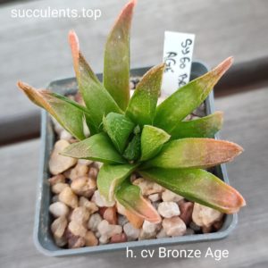 haworthia cv Bronze Age