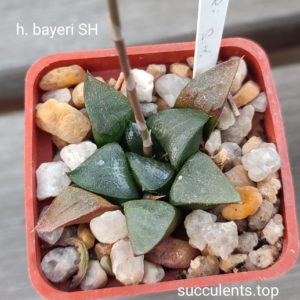 haworthia bayeri SH