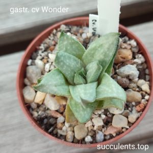 gasterraloe cv Wonder