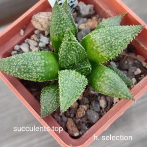 haworthia selection