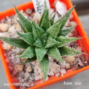 haworthia NOR