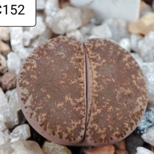 lithops lesliei C152
