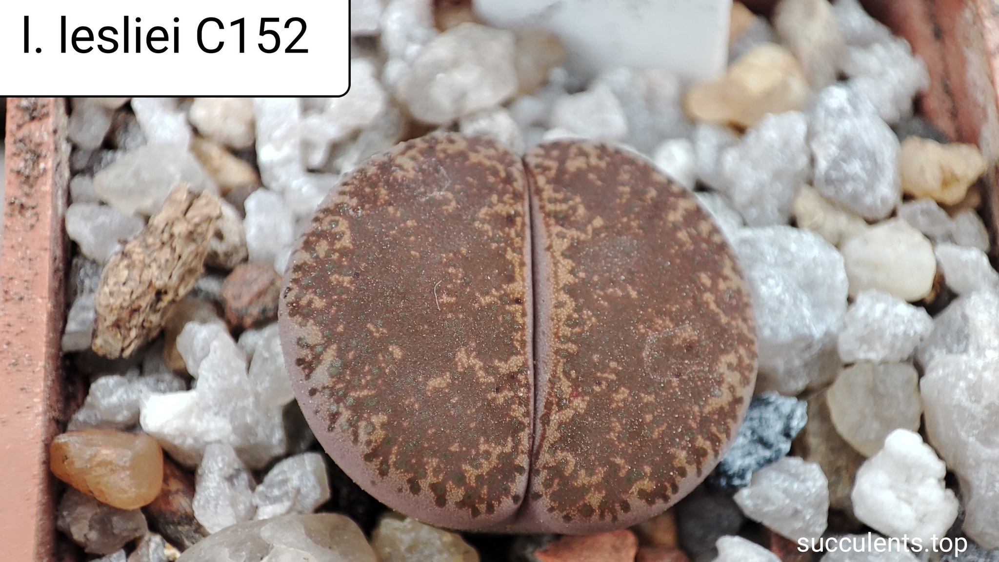 lithops lesliei C152