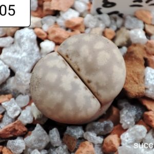 lithops julii C205