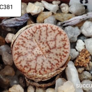 lithops pseudotruncatella C381
