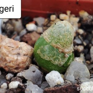 conophytum burgeri
