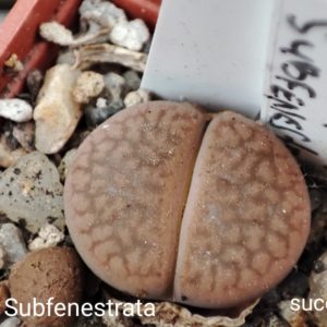lithops hoockeri subfenestrata