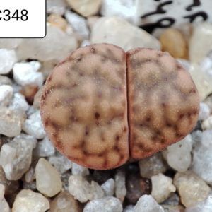 lithops bromfildii C348