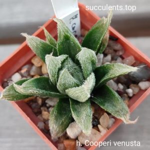 haworthia cooperi venusta