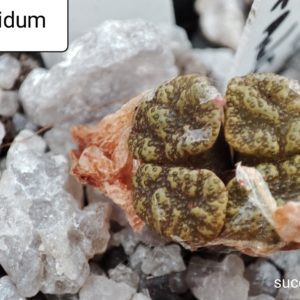 conophytum pellucidum