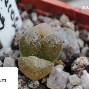 conophytum verrucosum MG1809
