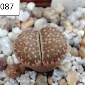 lithops hallii C087