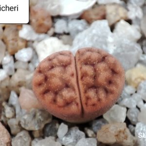 lithops karasmontana ticheri