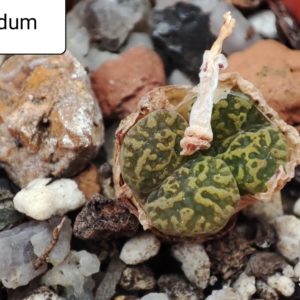 conophytum pellucidum