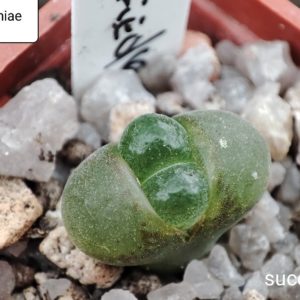conophytum friederichae