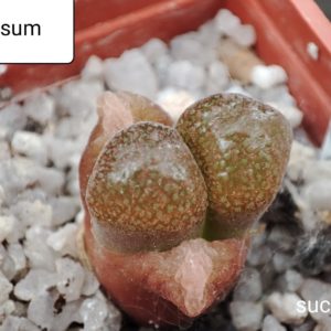 conophytum verrucosum