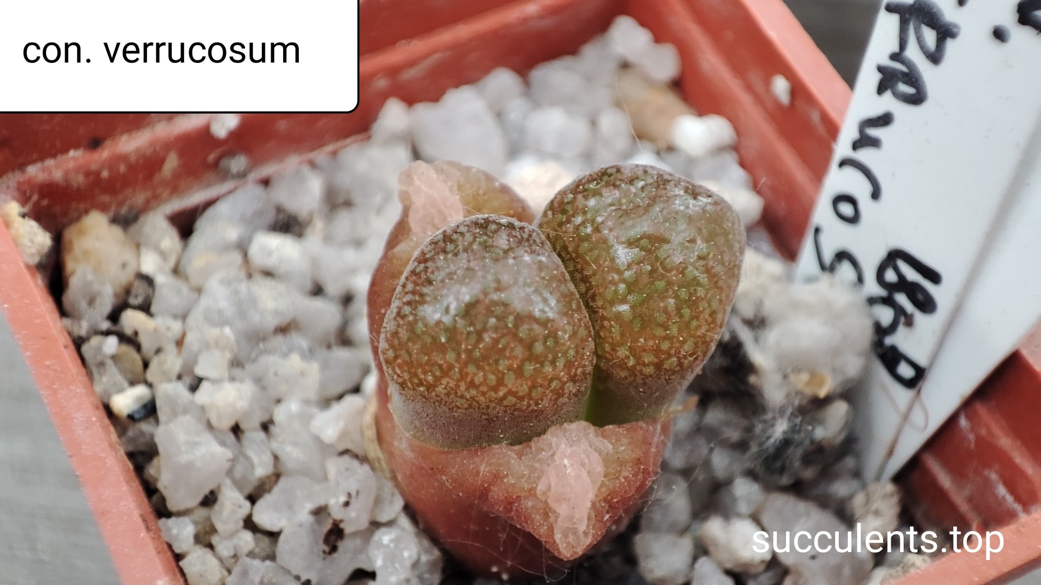 conophytum verrucosum
