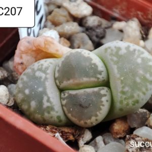 lithops gesinae C207