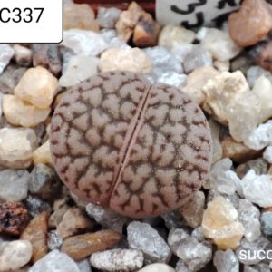 lithops hookeri C337