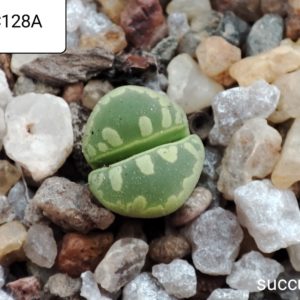 lithops otzeniana C128A