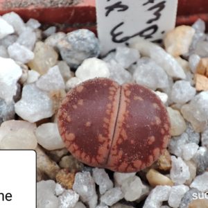 lithops aucampiae Dark red wine