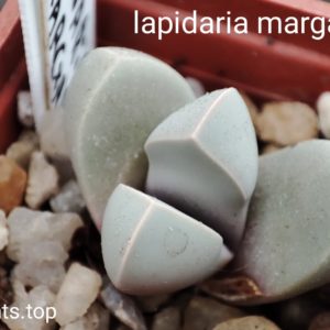 lapidaria margartae