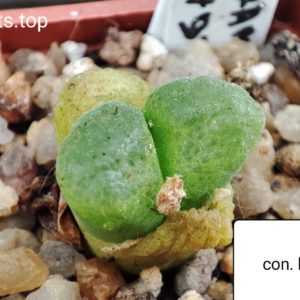 conophytum haramoepense MG1797