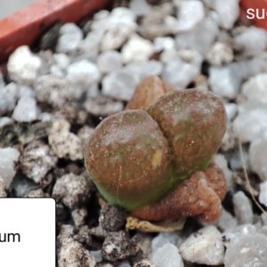 conophytum verrucosum MG1808