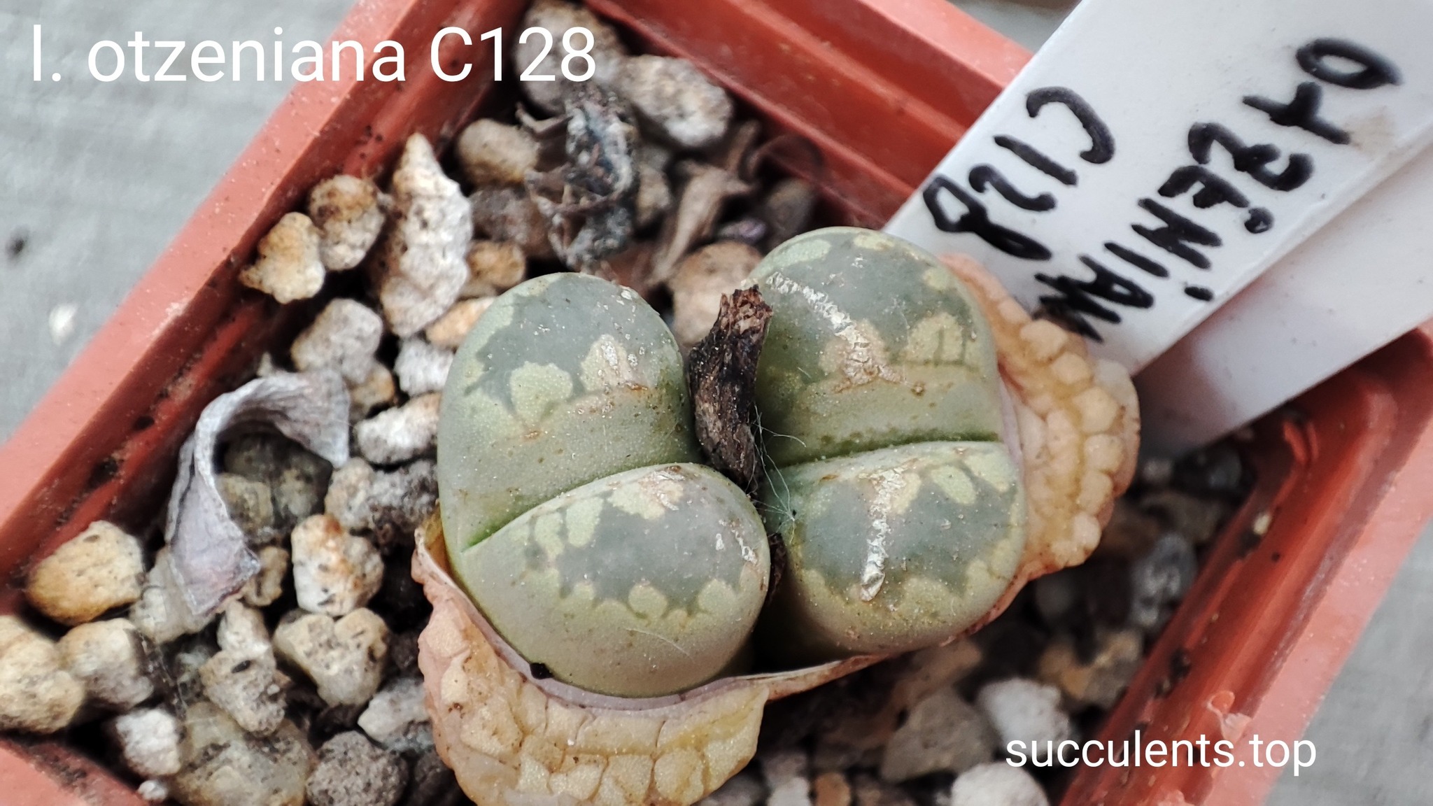 lithops otzeniana C128