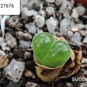 conophytum limpidum 27636