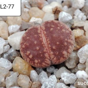 lithops aucampiae L2-77
