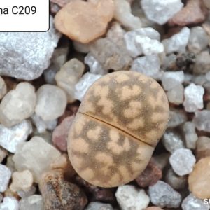 lithops karasmontana C209