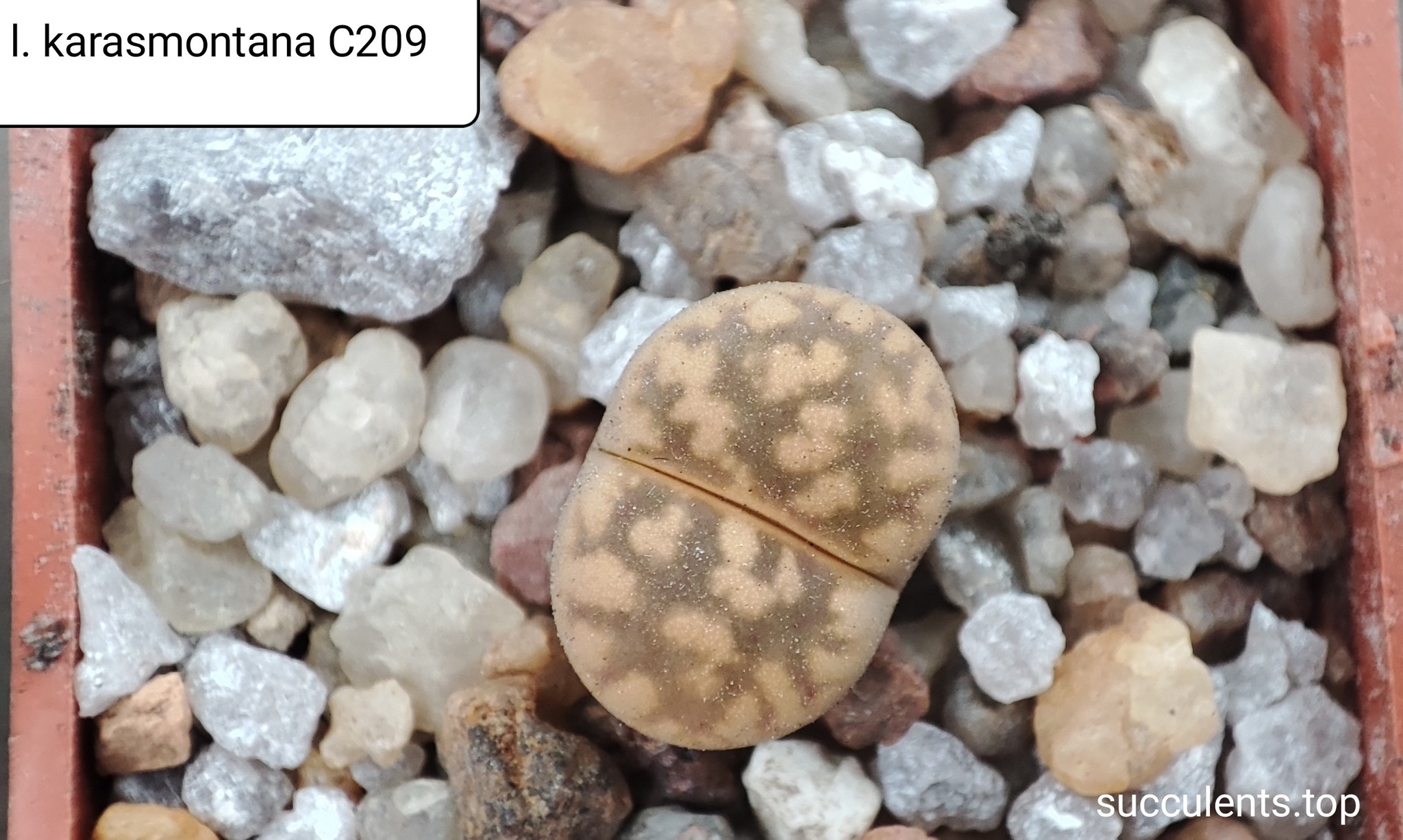 lithops karasmontana C209